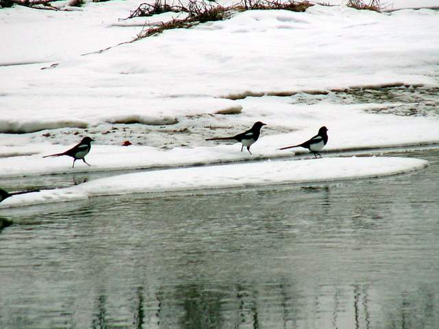 Black-billed Magpies | 까치떼 - 까치; 풍경; 설경; Pica sericea; 