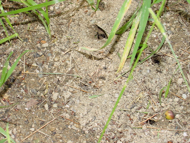 개미와 개미굴
 - 개미집; 