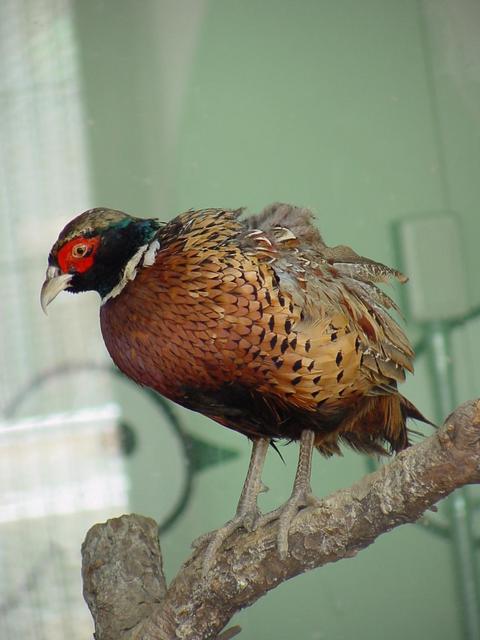 꿩(Ring-necked Pheasant/young male) - 꿩; 장끼; Ring-necked Pheasant; 