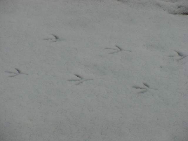 Black-billed Magpie\'s footprints | 까치의 발자국
 - 새; 발자국; 