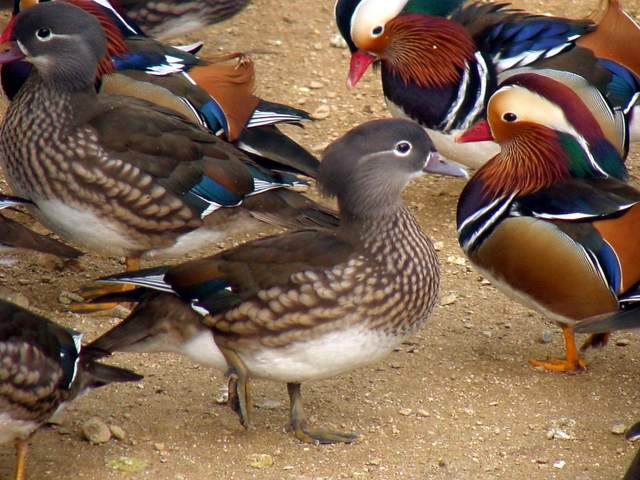 Mandarin Ducks (<i>Aix sponsa</i>) | 원앙 무리 - Aix sponsa; 원앙; 