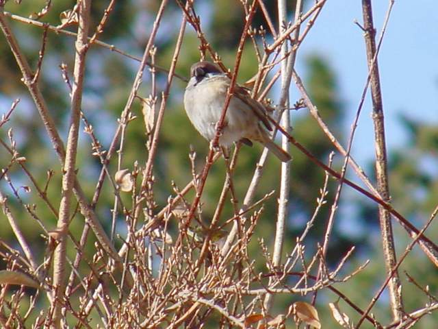 Korean Tree Sparrow | 갑천의 참새 - 참새; Tree Sparrow; 