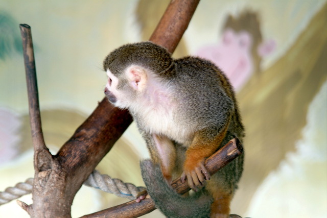 DSCF3338 - 다람쥐원숭이; Saimiri sciureus; Common Squirrel Monkey; 원숭이; 