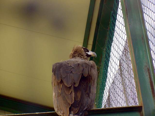 Eurasian black vulture (Cinereous vulture) | 독수리