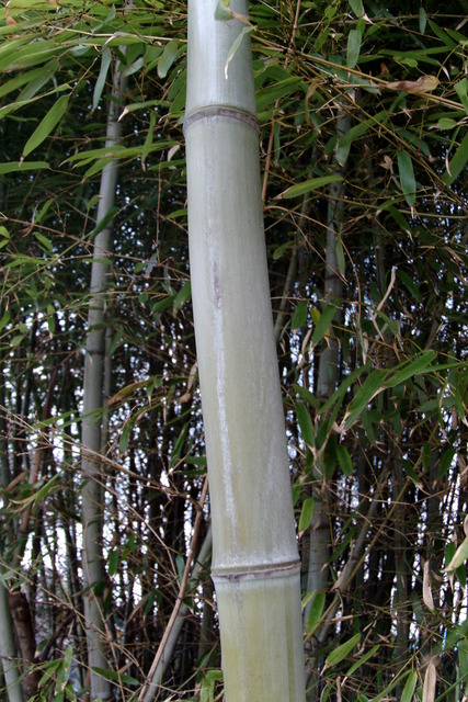 DSCF4397 - 대나무; 