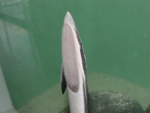 빨판상어(<i>Echeneis naucrates</i> Linnaeus), Shark sucker, Indian remora)