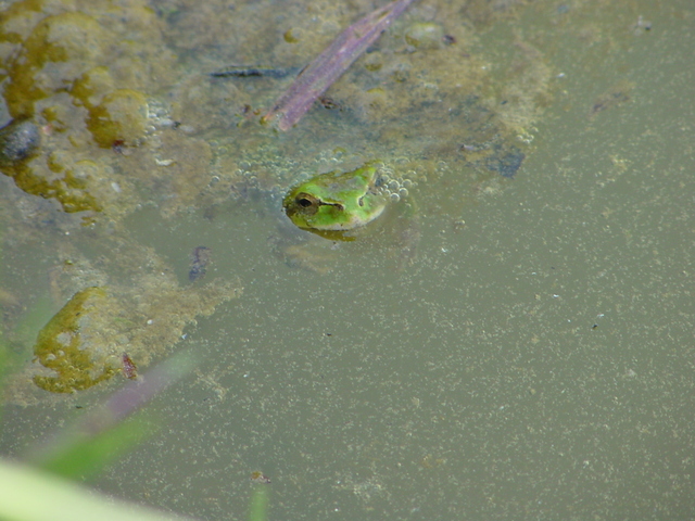 청개구리(Far Eastern Tree Frog) - 청개구리; 