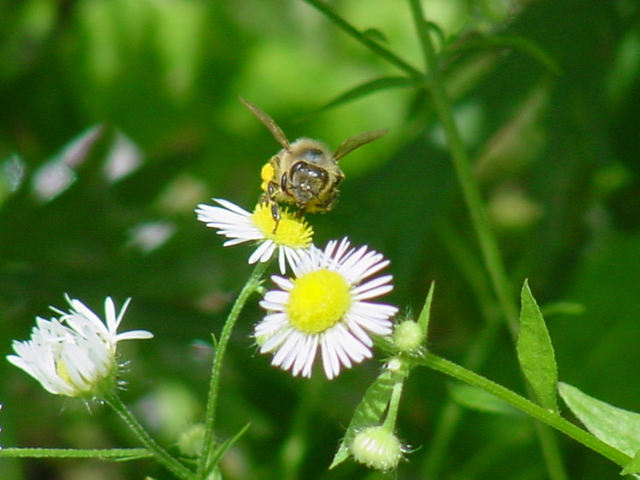 들국화꽃위의 꿀벌
 - 개망초; 꽃; 꿀벌; 