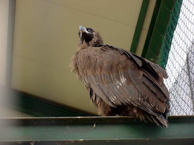 Eurasian black vulture (Cinereous vulture) | 독수리