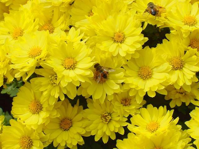 Honeybees on Chrysanthemum | 국화꽃위의 꿀벌 - 꽃등에; 국화; 꽃; 