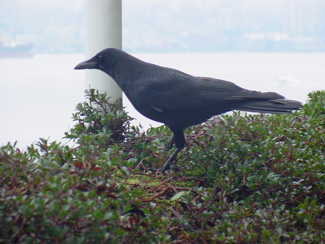 Common Raven
 - common raven; 