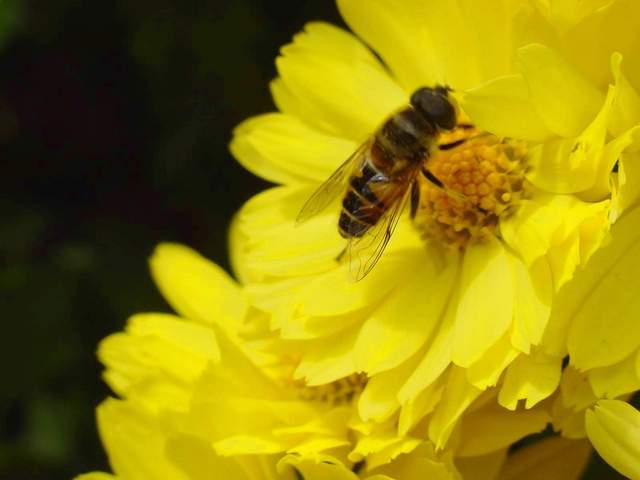 Honeybee on Chrysanthemum | 국화꽃위의 꿀벌 - 꽃등에; 국화; 꽃; 