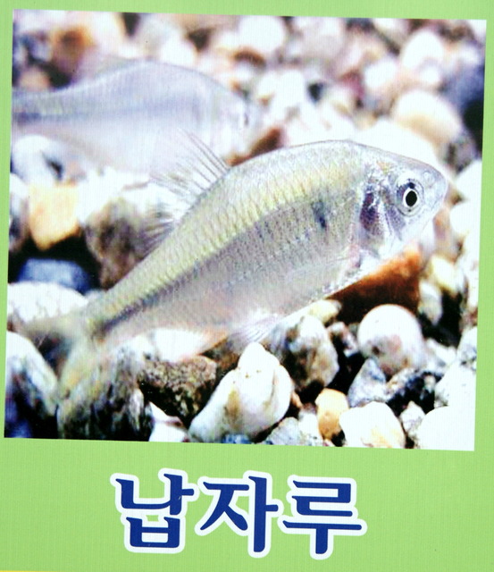 DSCF3365 - 민물고기; 납자루; Tanakia lanceolata; 