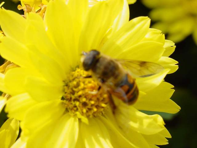 Honeybee on Chrysanthemum | 국화꽃위의 꿀벌
