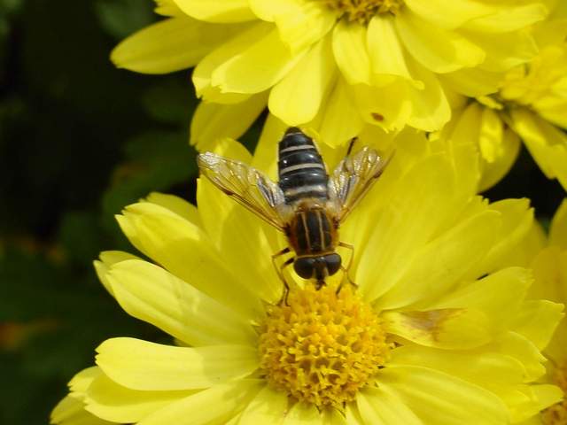 Honeybee on Chrysanthemum | 국화꽃위의 꿀벌 - 꽃등에; 