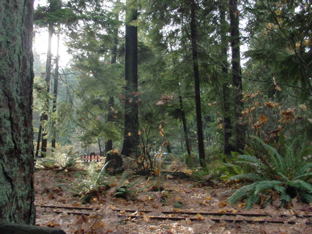 Landscape
 - walking path; forest; Stanley Park; Vancouver; 