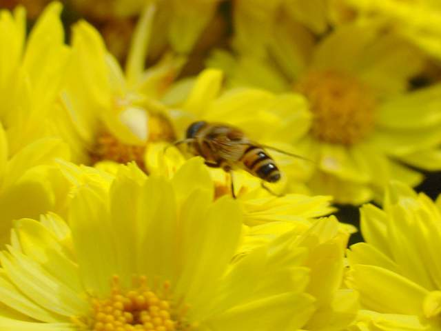 Honeybee on Chrysanthemum | 국화꽃위의 꿀벌 - 꽃등에; 