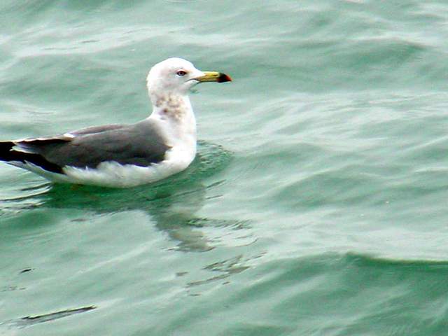 Black-tailed Gull | 괭이갈매기 (Larus crassirostris) - 괭이갈매기; Larus crassirostris; 
