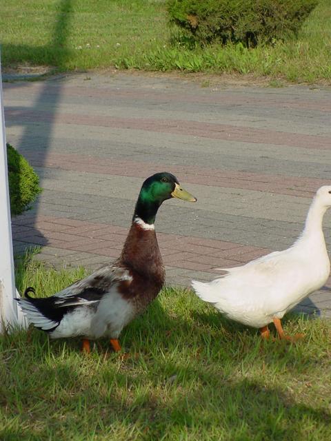 청둥오리(Mallard Duck)
