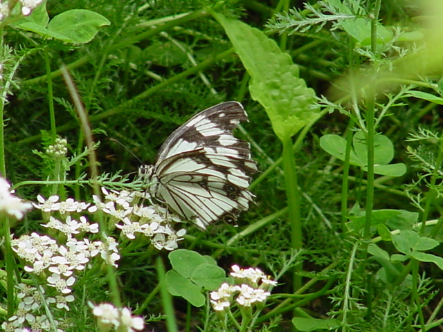 흰뱀눈나비(?)
 - 나비; 흰뱀눈나비; 