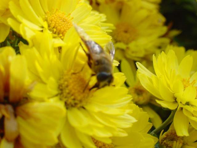 Honeybee on Chrysanthemum | 국화꽃위의 꿀벌