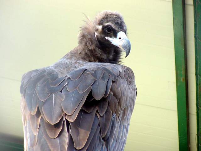 Eurasian black vulture (Cinereous vulture) | 독수리