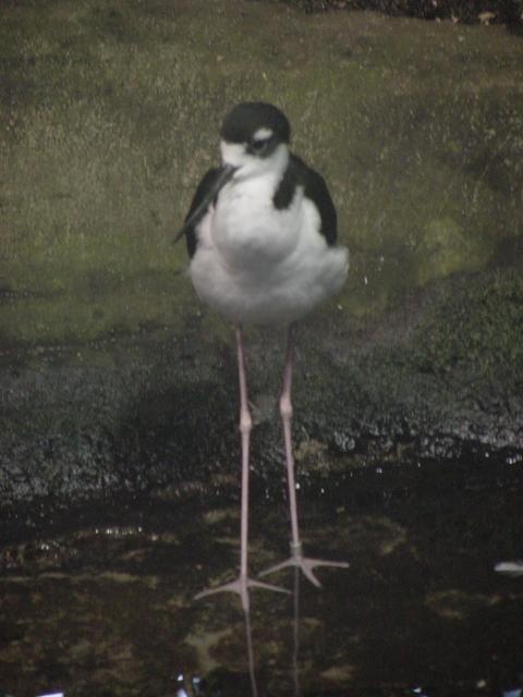 Black-winged Stilt (장다리물떼새)
 - 장다리물떼새; black-winged stilt; 