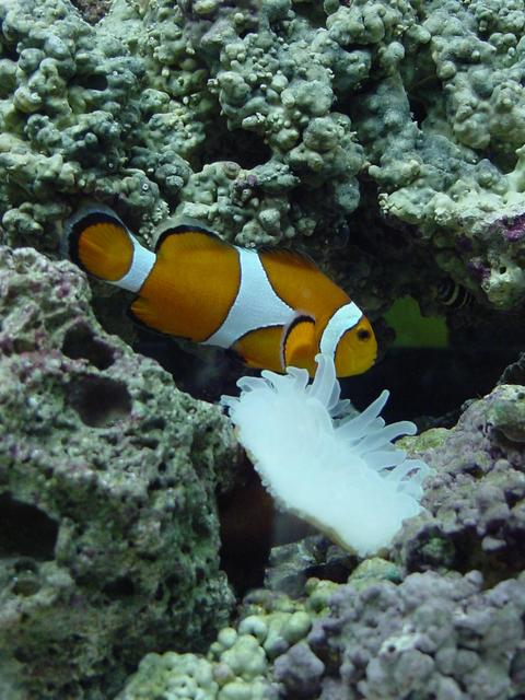 Anemone Fish
 - anemonefish; 