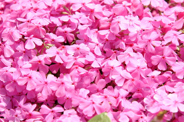 꽃 - 꽃; pink flowers; flower field; 
