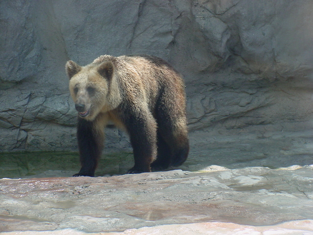 유럽불곰(European Brown Bear) - 불곰; brown bear; Ursus arctos; 