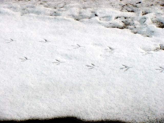 Black-billed Magpie\'s footprints | 까치의 발자국
 - 설경; 발자국; 까치; footprints; 