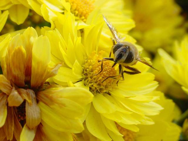 Honeybee head on Chrysanthemum | 국화꽃위의 꿀벌 - 꽃등에; 