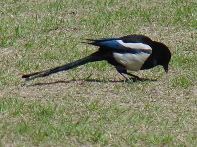 까치(Black-billed Magpie)
