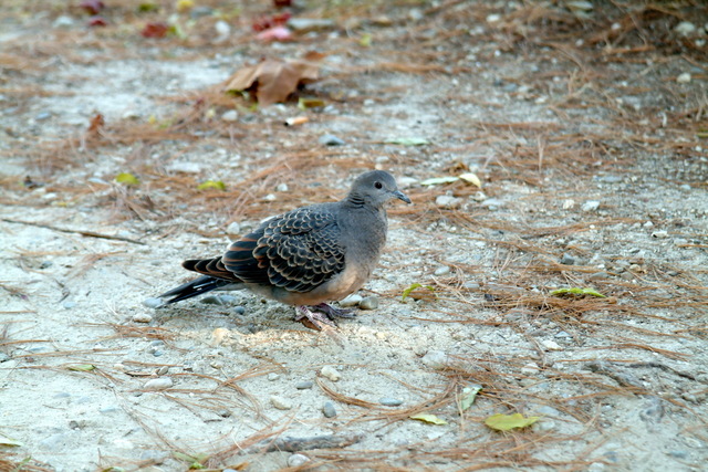 멧비둘기 Streptopelia orientalis (Oriental Turtle Dove) - 멧비둘기; Streptopelia orientalis; Oriental Turtle Dove; 