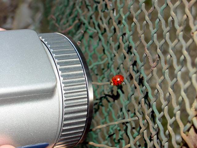 Ladybug and Camera | 무당벌레와 사진기