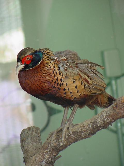 꿩(Ring-necked Pheasant/young male) - 꿩; 장끼; 