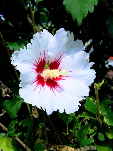 하얀 단심 무궁화 꽃 - 단심 무궁화; 무궁화 꽃; 흰색 꽃; 무궁화; Hibiscus syriacus; 아욱목; 아욱과; 하얀색 꽃; 