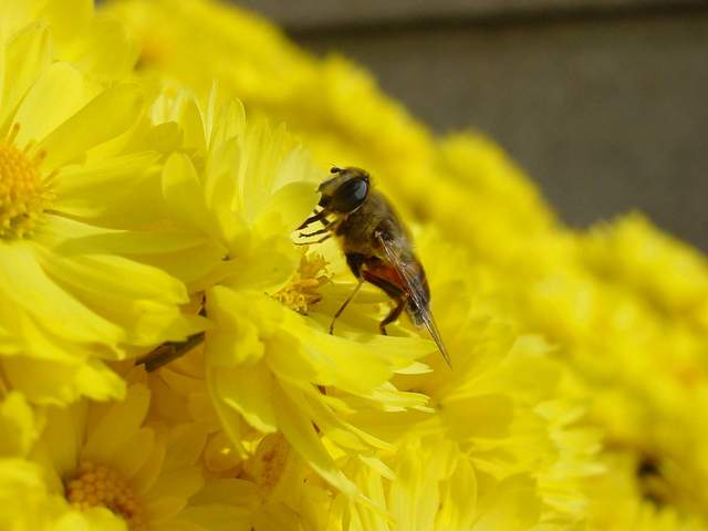 Honeybee on Chrysanthemum | 국화꽃위의 꿀벌 - 꽃등에; 꽃; 