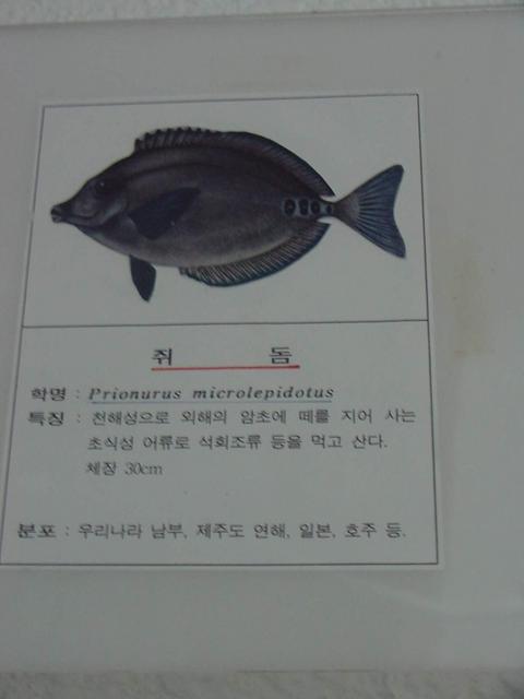 쥐돔(<i>Prionurus microlepidotus</i>, Surgeonfish)
 - Prionurus microlepidotus; Surgeonfish; 쥐돔; 