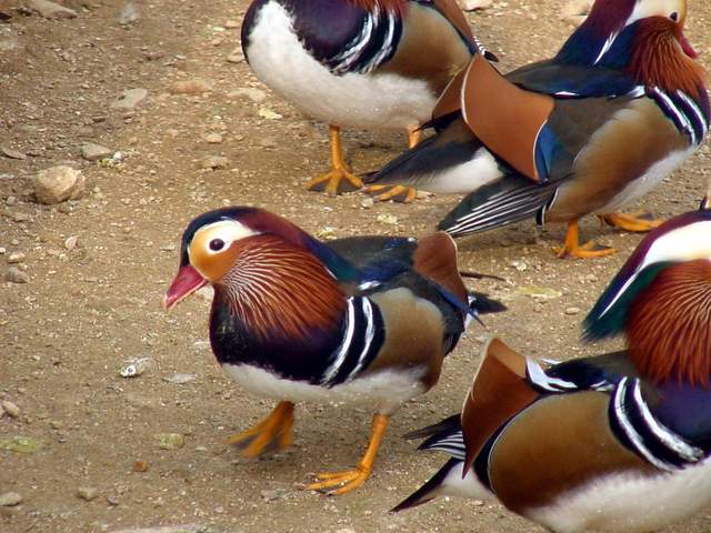 Mandarin Ducks (<i>Aix sponsa</i>) | 원앙 무리 - Aix sponsa; 