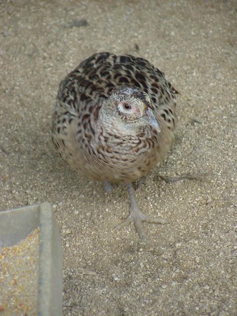 꿩(Ring-necked Pheasant/female)
