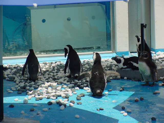 아프리카재카스펭귄(African Jackas Penguins)
 - 펭귄; 