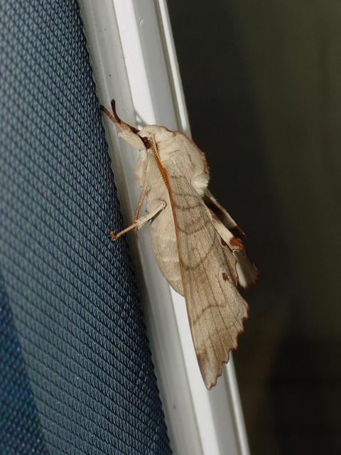 등줄박각시;  <i>Marumba sperchius</i>;  Sphinx Moth