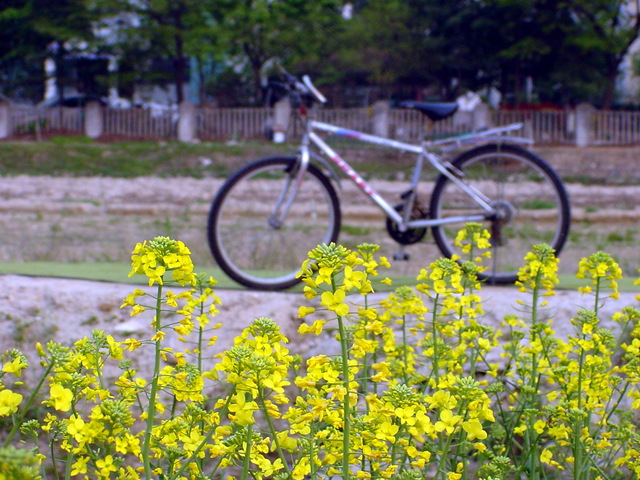 꽃과 자전거 - 유채꽃; 자전거; 