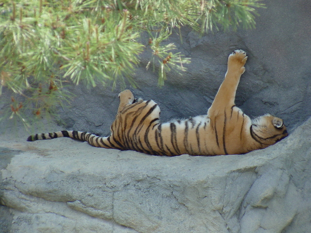 시베리아호랑이(Siberian Tiger)
 - 시베리아호랑이; Siberian tiger; Panthera tigris altaica; 호랑이; 