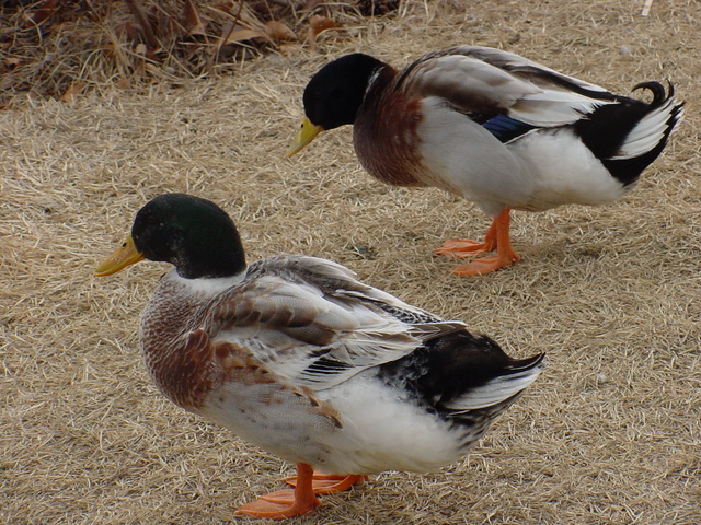 청둥오리(mallard ducks)
