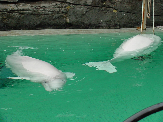 Beluga Whales
 - beluga; white whales; Delphinapterus leucas; 