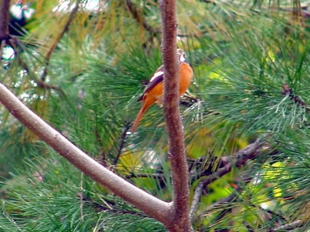 Daurian Redstart | 나무위 딱새 - 딱새; 