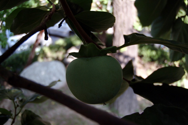 DSCF3724 - 과일; 감; 열매; 