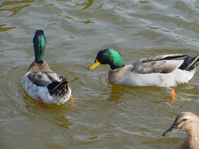 청둥오리(mallard ducks)
 - Anas platyrhynchos; 